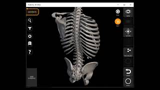 EXPLAIN OF THORACIC CAGE AND HOMEWORK OF AXIAL SKELETON [upl. by Arria]