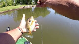 Bluegill Fishing On Lake Guntersville  How To Catch Bluegill [upl. by Buckie]