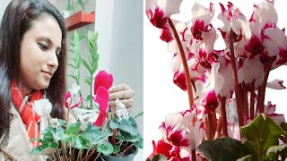 Cyclamen Flower Plants Care and Tips  How to Save Cyclamen Bulbs in Dormancy Period [upl. by Brittnee]