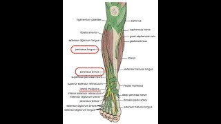 MUSCULATURA PERONEA fortalecimiento mediante ejercicios concéntricos [upl. by Eiraminot]