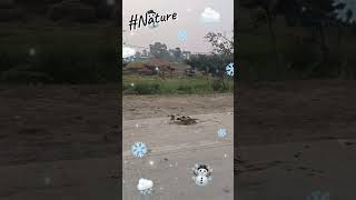 Nature 🚩🙏🔥🌹❤️‍🔥📈trending love bihar shorts viralshorts youtubeshorts [upl. by Ahsaetal]