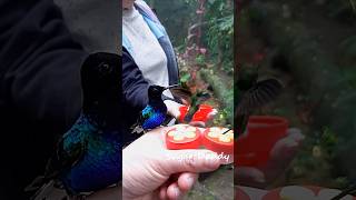 Splendid colorful HUMMINGBIRD handfeeding in slow motion [upl. by Chloris]