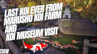 Japan trip day 8  visit to koi museum and buying the last koi ever from marusho koi farm koi [upl. by Herculie]