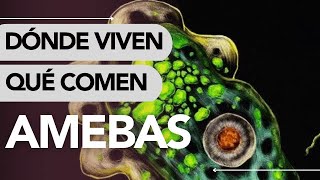 Dónde VIVEN las AMEBAS y QUÉ COMEN 🔎😱 [upl. by Arihay]