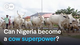 Nigeria has 20 million cows so why does it rely on imports  DW News [upl. by Edith]