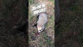 This badger was destroying this alfalfa field so the farmer asked us to take it out 2506 Ackley [upl. by Hassett]