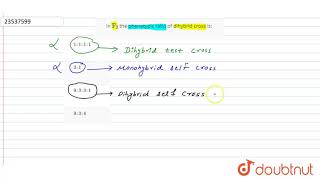 In quotFquot2 the phenotypic ratio of dihybrid cross is [upl. by Terza]