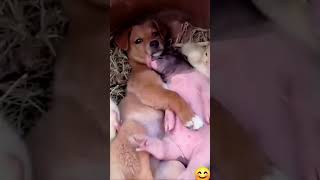 wow lovely puppy 🐕❤️🐕youtubeshorts viralvideo [upl. by Ainud]