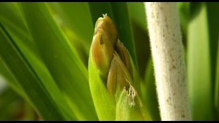 Cymbidium Spikes  more on spike identification amp care [upl. by Camile]