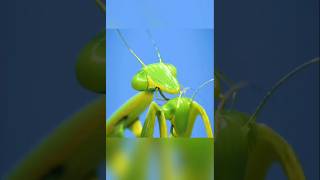 Dont Get Stung Deadly Insect Facts insects amazingfacts shorts [upl. by Ninel469]