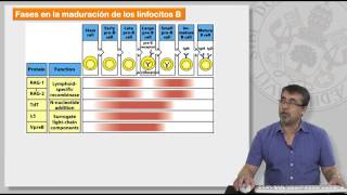 85 MECANISMOS DE GENERACIÓN DE LA DIVERSIDAD DE LINFOCITOS T Y B [upl. by Netsirt]