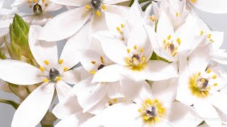 TimeLapse Blooming Flower  Ornithogalum Timelapse Zeitraffer [upl. by Ordway]