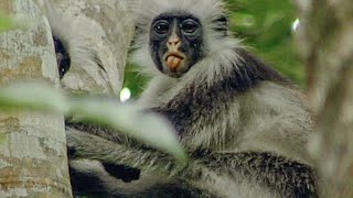 Zanzibars Kirks Red Colobus Monkey [upl. by Eislehc]