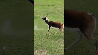 Deer Runs Away From Large Herd in Open Field  1420269 [upl. by Py]