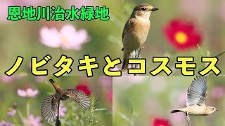 池島の野鳥観察「ノビタキとコスモス」 [upl. by Sidwel]