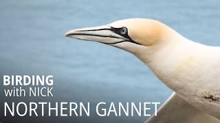 Northern Gannets of RSPB Bempton Cliffs  Morus bassanus [upl. by Barret]