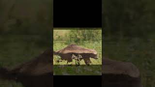 Honey Badger Ratel  Fun facts [upl. by Philana101]