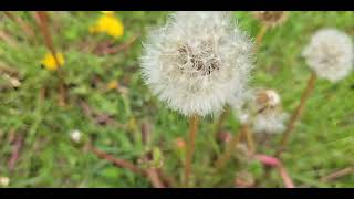 Dandelion Part 2Annoying or Delightful Find out [upl. by Seerdi]