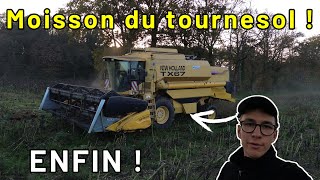 Moisson du tournesol 🌻 et semis de blé🌾 2024 [upl. by Iggem582]