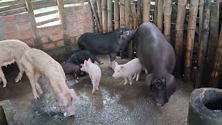 Pig farming Bongaigaon Assam [upl. by Atenaz201]