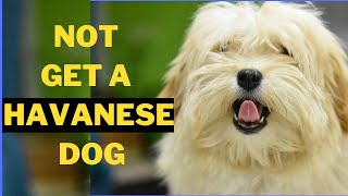 5 Reasons Why You Should Not Get a Havanese Dog [upl. by Sillaw]