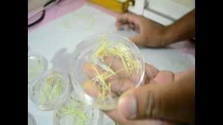 Salinity screening technique in Rice  Petri plate method [upl. by Corty]