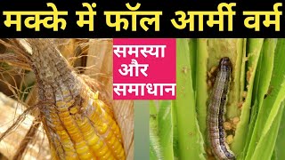 मक्का में फॉल आर्मी वर्म कीड़े का इलाज । sweet corn diseases । fall armyworm [upl. by Nylsoj]