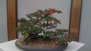 The Cotoneaster is a Hardy Bonsai Tree [upl. by Etneciv]