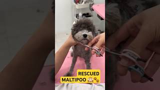 MALTIPOO PUPPY FACELIFT AND MUSHROOM STYLE MAKEOVER 🐾🐶 pets grooming dog puppy maltipoo [upl. by Rodina]