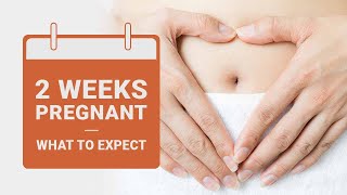 2 Weeks Pregnant  What to Expect  Pregnancy Week by Week [upl. by Devlen]