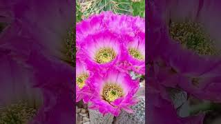 Echinocereus Flowers❤️ lyrics cover unstoppable kaktusy nature cactus sukulenty echinocereus [upl. by Miran]