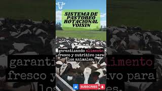 Pastoreo Rotacional Voisin La Clave para Ganadería Sostenible ganaderia shorts [upl. by Talyah]