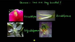 Types of androecium and gynoecium  Morphology of flowering plants  Biology  Khan Academy [upl. by Sonahpets]