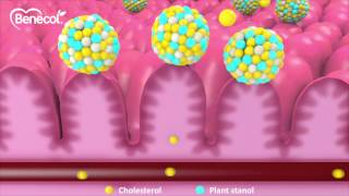 Benecol Mechanism of Action [upl. by Calandra]