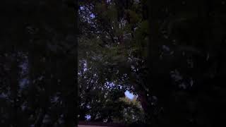 Wind In Monticello Arkansas 090324 [upl. by Haseena]