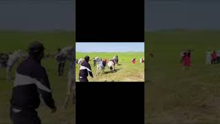 Fighting between two horses shorts mountainnature horseriding horse mountainbeauty horseback [upl. by Ierdna]