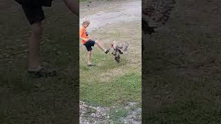 Rooster attacking a kid [upl. by Neerbas381]