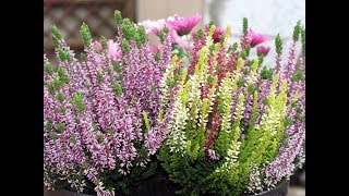 Amazing and Most Beautiful Heather Flowers  Calluna vulgaris [upl. by Beaufert]