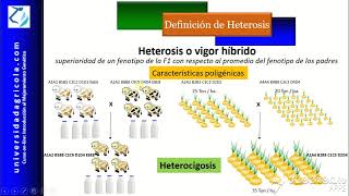 MGPVideo 15 Definición de heterosis [upl. by Giffy]