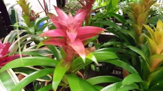 How to care for a Bromeliad Plant  Donna Joshi [upl. by Adahs]