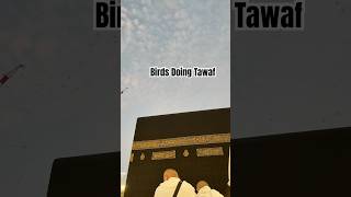 Birds doing tawaf in khanakaba ❤️ Mashallah makkah khanakaba shorts [upl. by Ardried889]