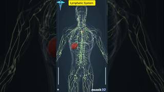 Lymphatic system shorts viral anatomy lymphaticsystem [upl. by Winzler142]