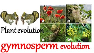 Plant evolution  gymnosperm evolution [upl. by Accber]