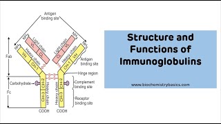 Structure And Functions of Immunoglobulins with MNEUMONIC  Immunoglobulin Ig [upl. by Jonme]