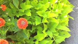 Ipomoea batatas Marguerite  Sweet Potato Vine [upl. by Lipsey]