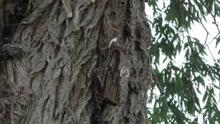 Treecreeper [upl. by Ettenav]