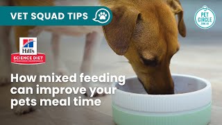 How mixed feeding can improve your pets mealtime [upl. by Eanore227]