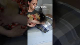 Dog owners vs dog parents There is a difference 💁🏻‍♀️ pomeranian dog [upl. by Nalac]