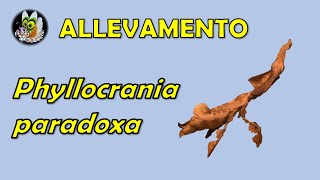 Phyllocrania paradoxa scheda di allevamento [upl. by Occer200]