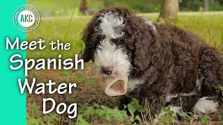 Meet the Spanish Water Dog [upl. by Zitah]